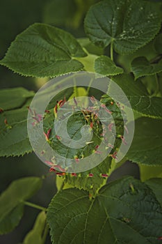 Macro of many Galls or cecidia outgrow of Galls wasp eggs on the surface of Fagus leaves