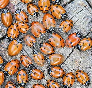 Macro of many ladybugs Coccinellidae