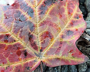 Macro Maple Leaf Changing Color