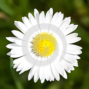 Macro of Marguerite Daisy flower