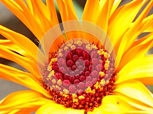 Macro marigold bright orange colored overblown on my balcony in late november