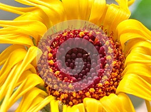 Macro marigold bright yellow colored overblown on my balcony in late november