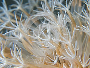 Macro marine background; octacoral polyps