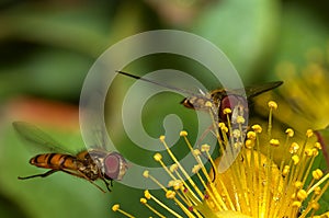 Macro of a marmalade hoverflies photo