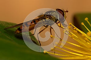 Macro of a marmalade hoverfly