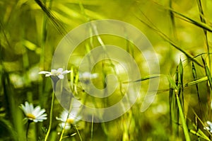 Macro of meadow of daisies in spring time
