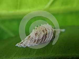 Macro of mealybug insect on green leaves