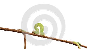 Macro of measuring worm