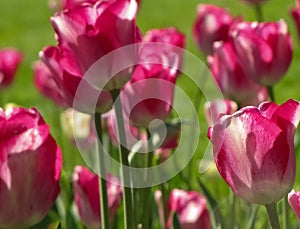 Macro Medium Pink Tulips with Stems