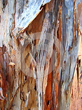 Macro Melaleuca Bark