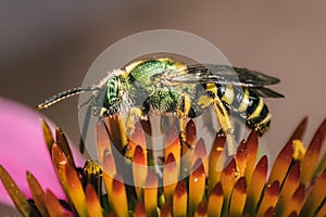 Macro of a metallic green bicolored sweat bee (Agapostemon virescens)