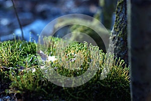 Macro microcosm of the forest with moss and magical airy light bokeh on a twilight blue background