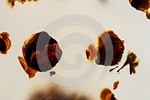 Macro mineral stone Agata muschiata on a white background