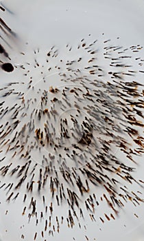 Macro mineral stone Agata muschiata on a white background