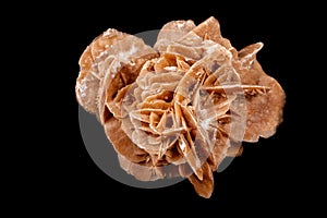 Macro mineral stone desert rose or sand rose on a black background