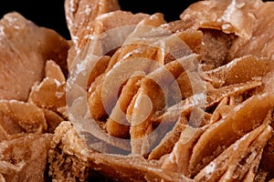 Macro mineral stone desert rose or sand rose on a black background