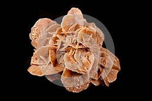 Macro mineral stone desert rose or sand rose on a black background