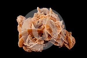 Macro mineral stone desert rose or sand rose on a black background