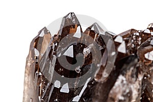 Macro mineral stone Morion crystal in the rock a white background