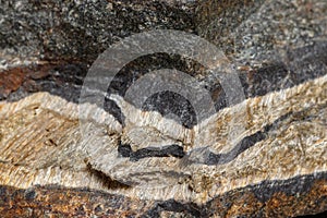 Macro mineral stone Snake eye in the rock a white background