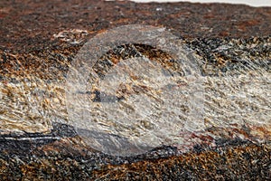 Macro mineral stone Snake eye in the rock a white background
