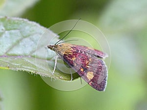 Macro of a mint moth Pyrausta aurata