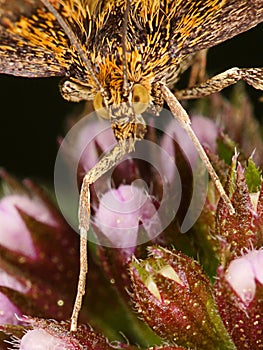 Macro of a mint moth Pyrausta aurata - eye detail