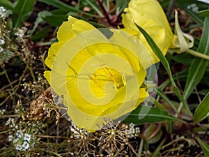 Macro of Missouri evening primrose Oenothera missouriensis with very large, solitary, 4-petaled, bright yellow flowers flowering