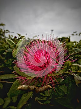 Macro mode fokus in flower and background blur