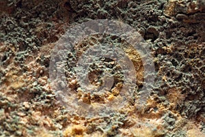 Macro mold background