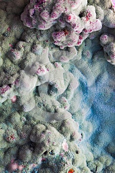 Macro of mold relief