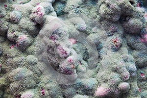 Macro of mold relief