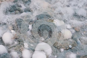 Macro of mold relief background