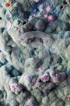 Macro of mold relief