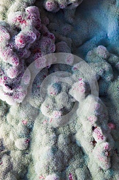 Macro of mold relief