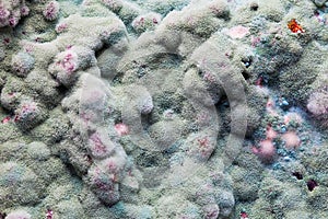 Macro of mold relief