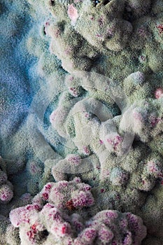 Macro of mold relief