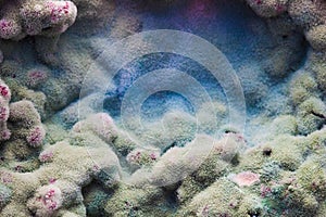 Macro of mold relief