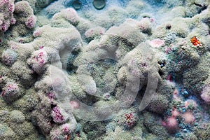 Macro of mold relief