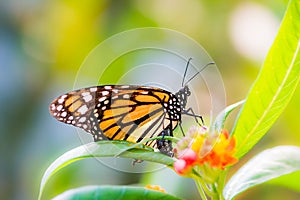 Macro of a Monarch butterfly on a flower