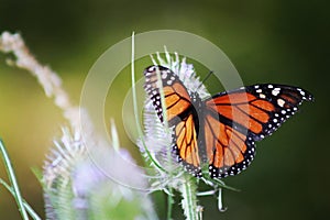 Macro of a monarch butterfly on flowers