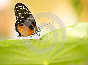 Macro Monarch Butterfly on green leaf