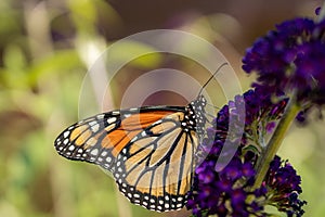 Macro of a monarch butterfly (Danaus plexippus) on a purple flower