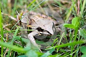 Moor Frog Rana Arvalis v trávě