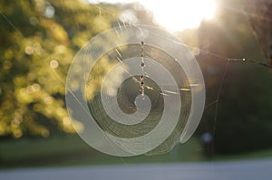 Sunlight Through Spider Web