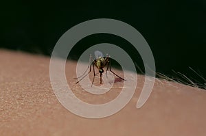 Macro mosquito