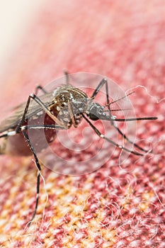 Macro of mosquito (Aedes aegypti) carrier of virus
