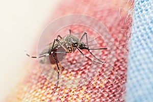 Macro of mosquito (Aedes aegypti) carrier of virus