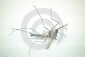 Macro of mosquito (Aedes aegypti) , isolated on white backgroun