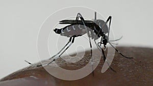 Macro of mosquito Aedes aegypti sucking blood